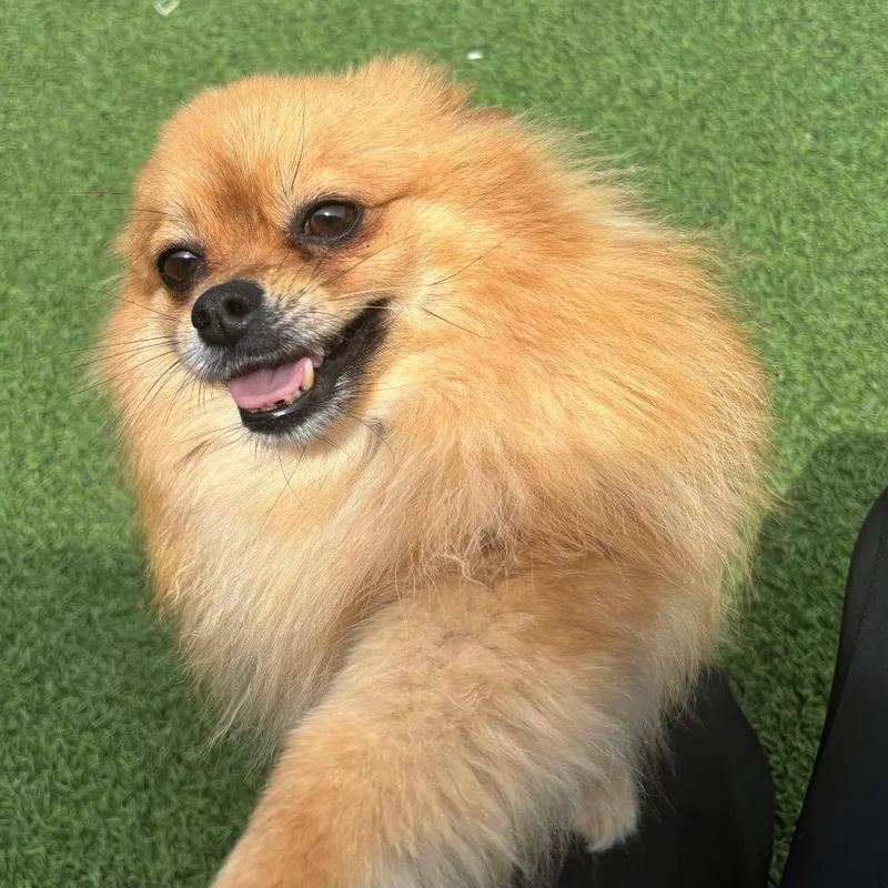 Pom Pom thumbnail 3