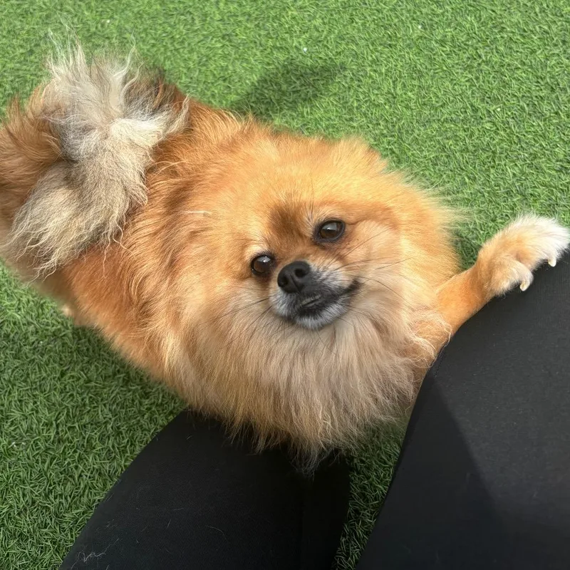 Pom Pom thumbnail 4