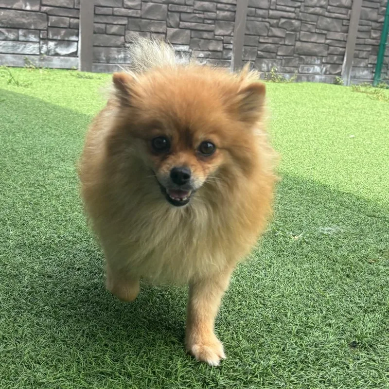 Pom Pom thumbnail 5