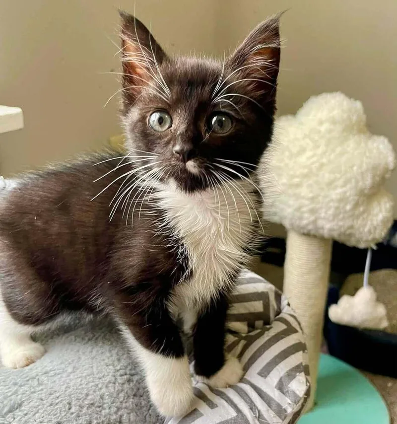 A baby small-sized female Black & White / Tuxedo Domestic Short Hair cat named Dolly for adoption in Salisbury, NC