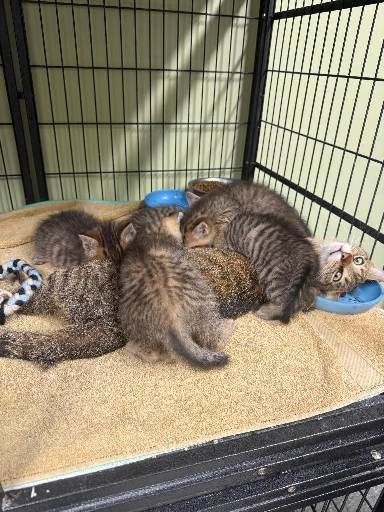 A young small-sized female Domestic Short Hair cat named Kids Call Her Sparks for adoption in Auburn, IN