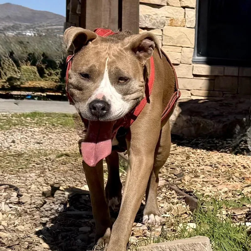 A senior large-sized female Brown / Chocolate Mixed Breed dog named Daisy for adoption in Park City, UT