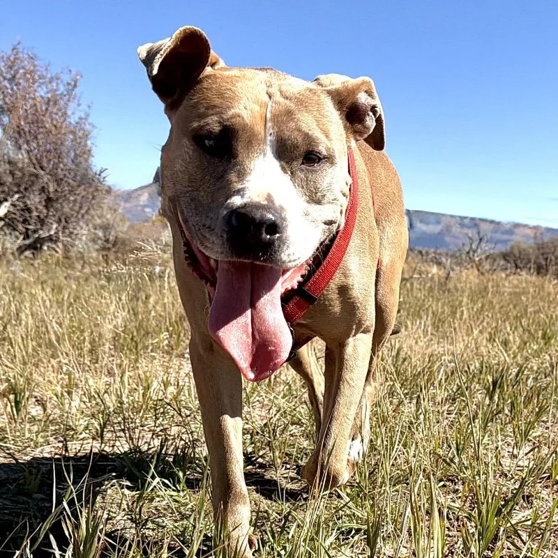 Daisy thumbnail 3