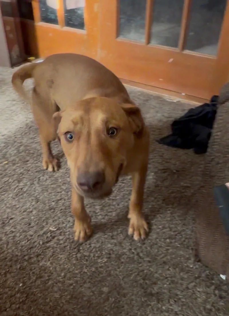 A young large-sized male Red / Bl Labrador Retriever dog named Bordeaux for adoption