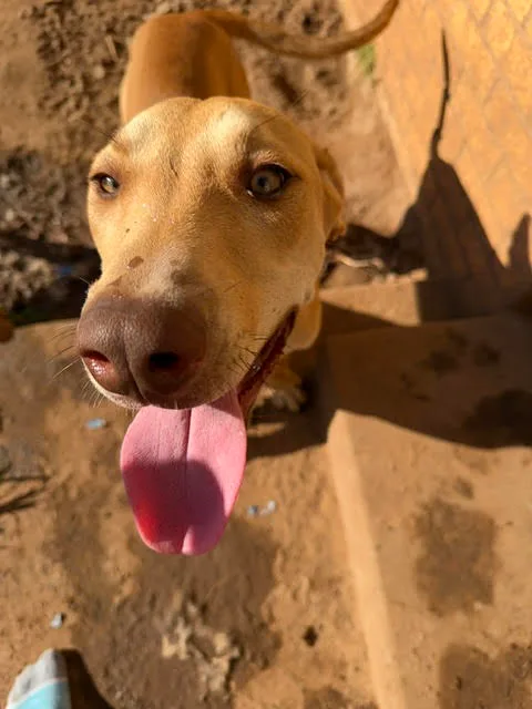 A young large-sized male Red / Bl Labrador Retriever dog named Carmelo for adoption