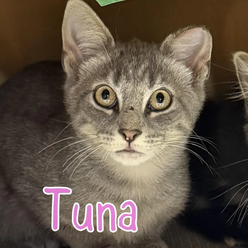 A baby small-sized female Gray / Blue / Silver Domestic Short Hair cat named Tuna for adoption in Pocono Summit, PA