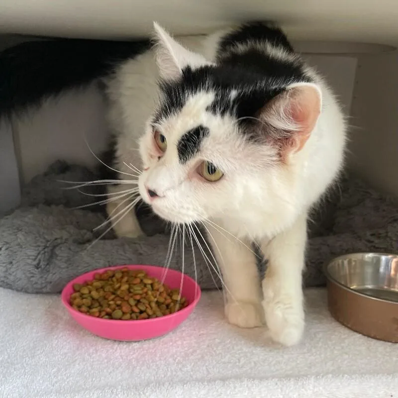 An adult medium-sized male Domestic Long Hair cat named Wisdom for adoption in Roanoke, VA