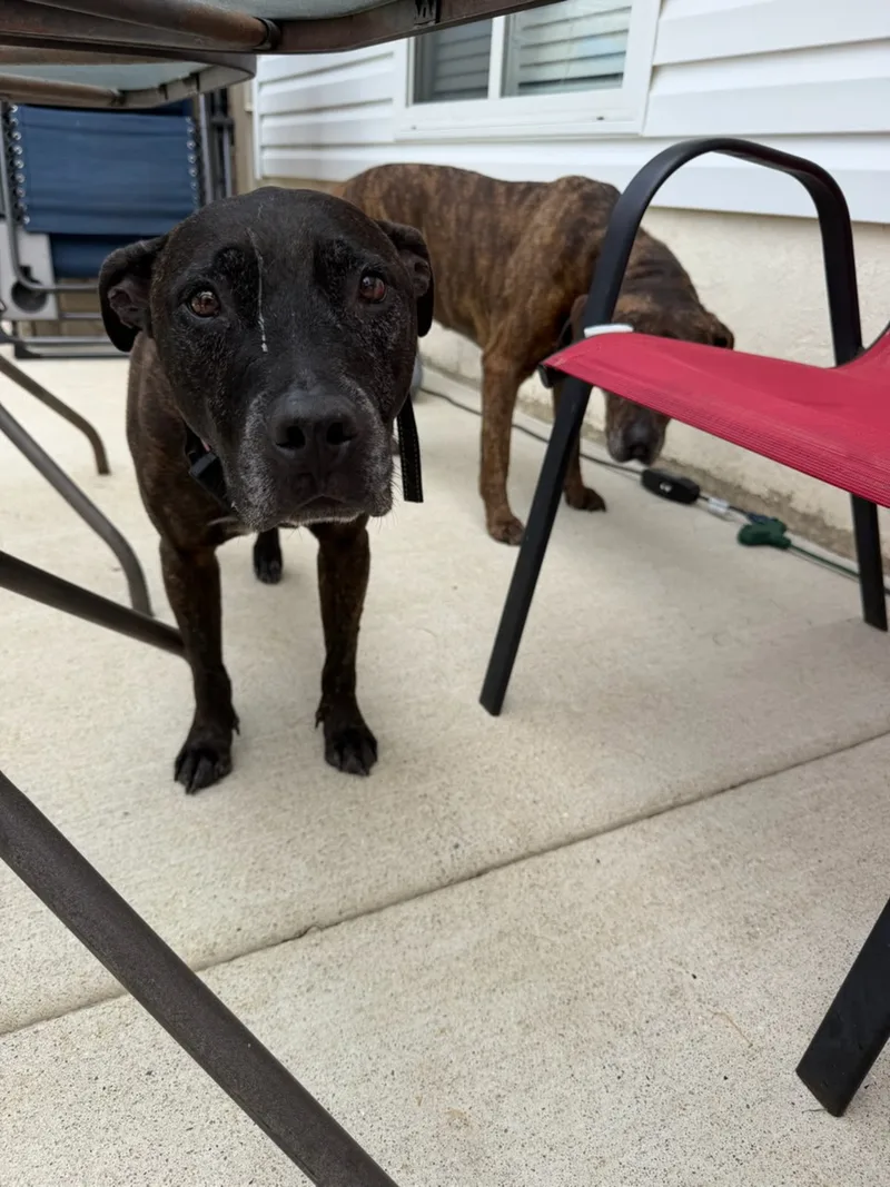 A senior large-sized male Black Labrador Retriever dog named Grady for adoption in Egg Harbor City, NJ
