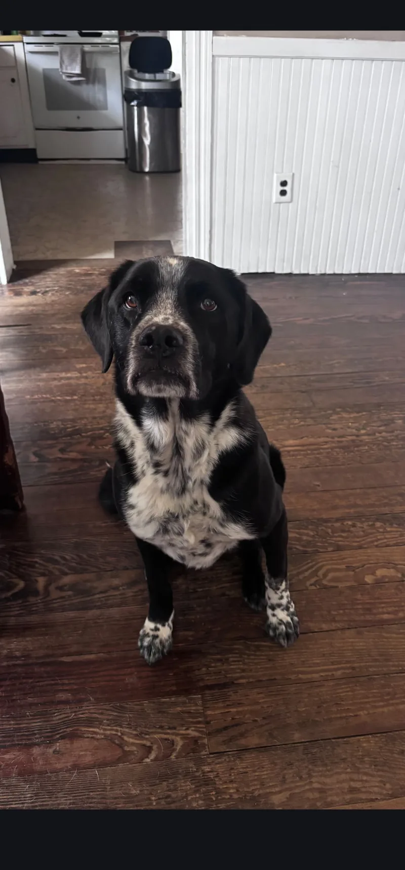 A senior medium-sized male Brown & White Mixed Breed dog named Marley for adoption in Egg Harbor City, NJ