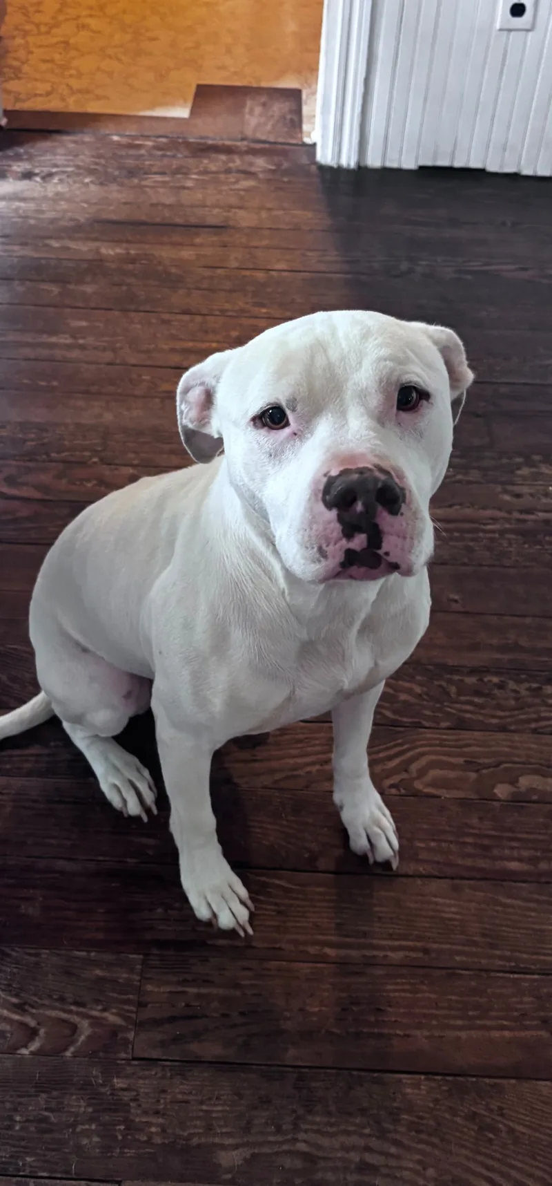 An adult medium-sized female All White Mixed Breed dog named Lilly for adoption in Egg Harbor City, NJ