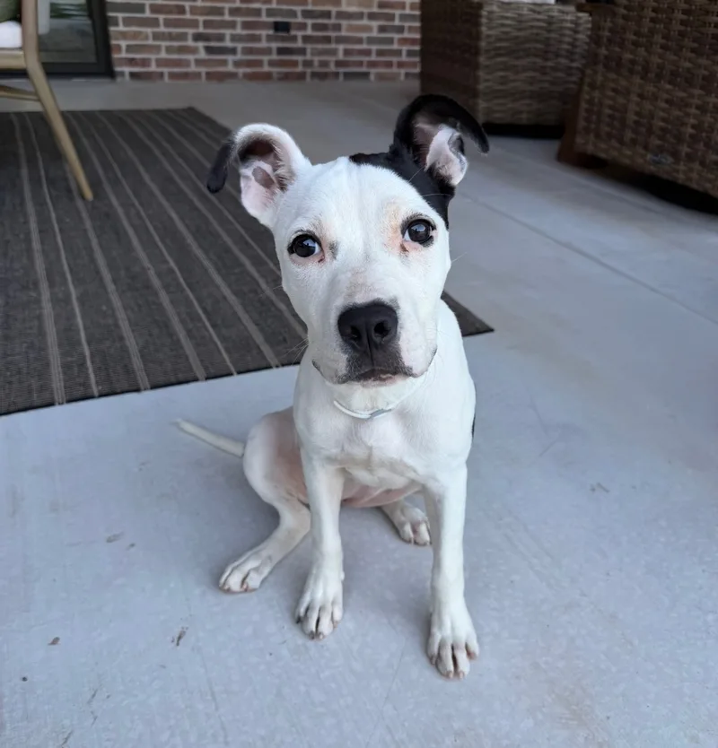 Daisy thumbnail 3