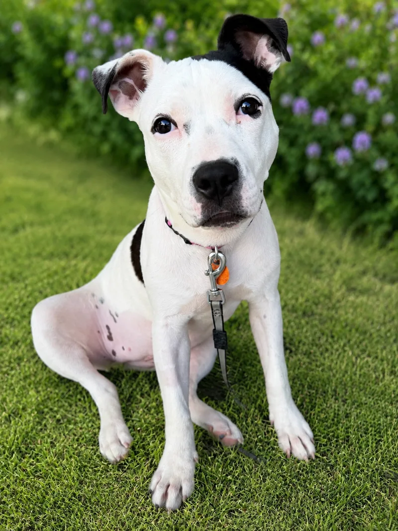 Daisy thumbnail 6