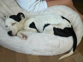 Daisy thumbnail 5