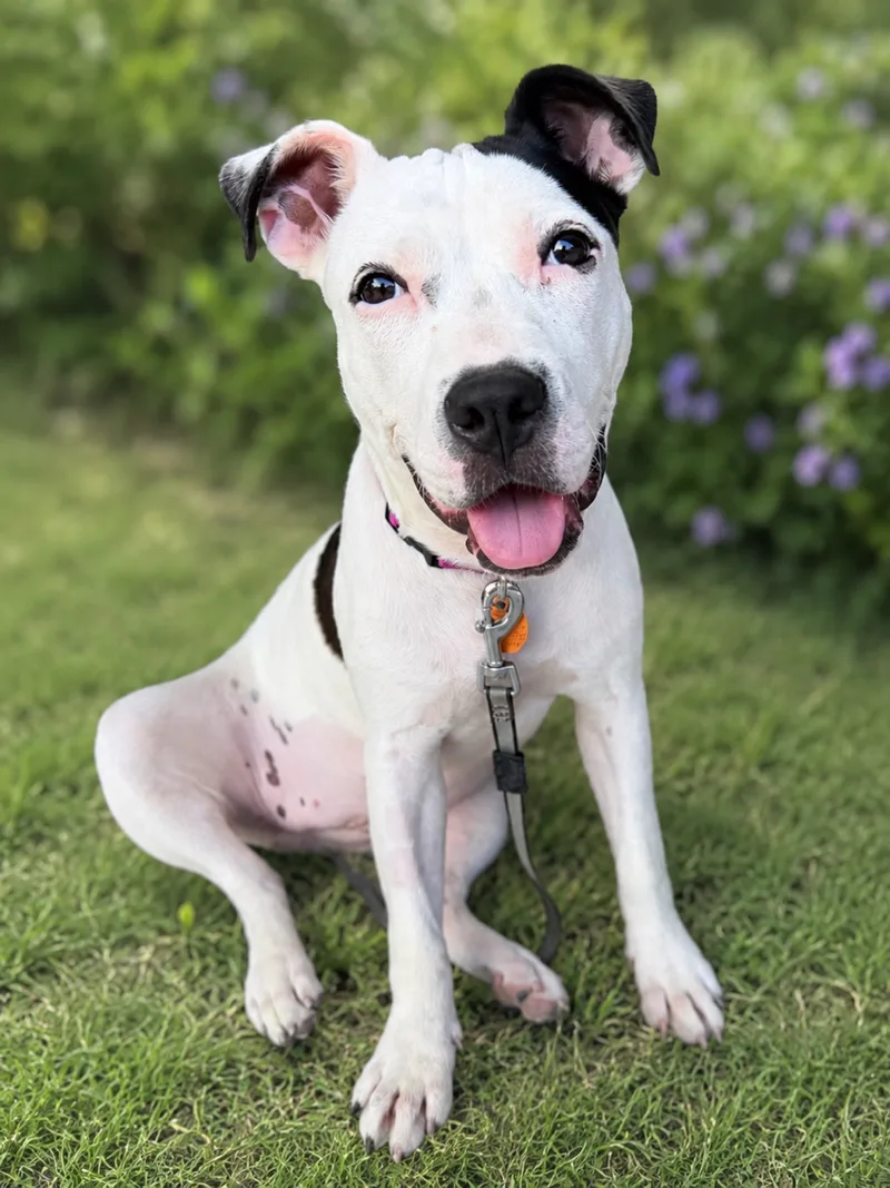 A young medium-sized female White American Staffordshire Terrier dog named Daisy for adoption