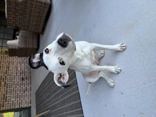 Daisy thumbnail 2