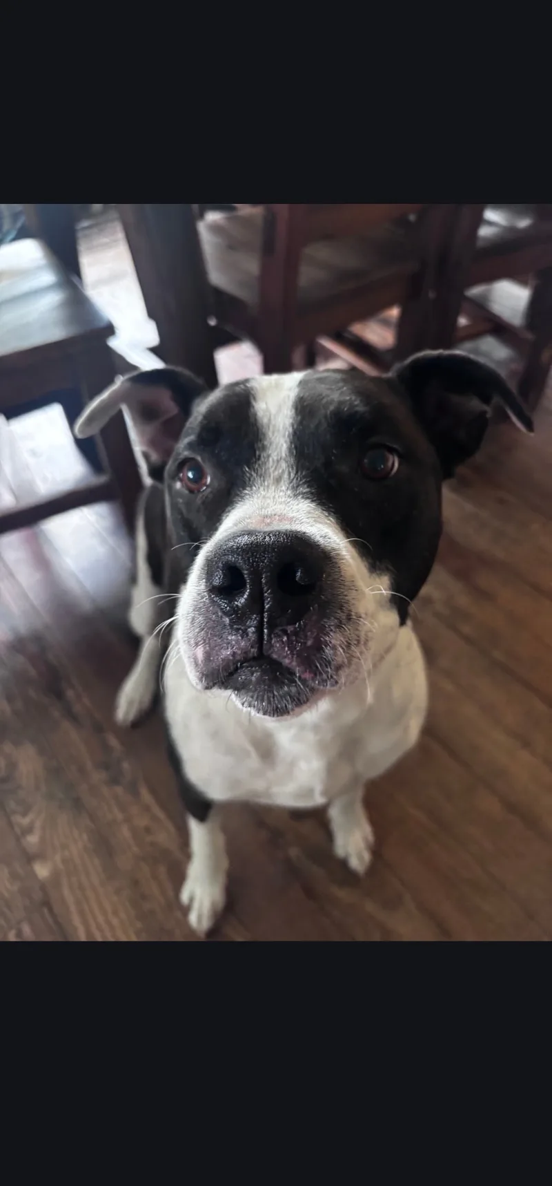 An adult medium-sized male Black & WHite Mixed Breed dog named Carson for adoption in Egg Harbor City, NJ