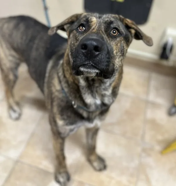 A young large-sized male Mixed Breed dog named Aries for adoption in Troutdale, OR
