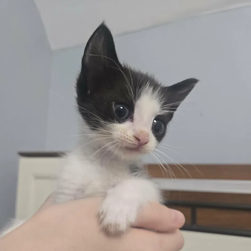 A baby small-sized male Black Domestic Short Hair cat named Skittles for adoption in Greenville, NC