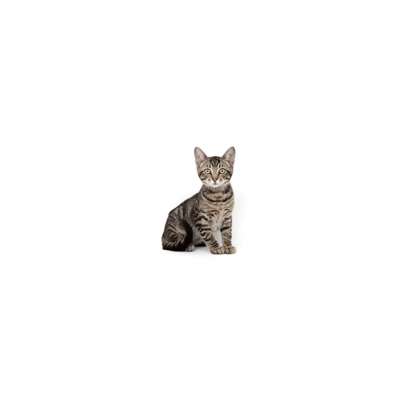 A baby small-sized male Brown / Chocolate Domestic Short Hair cat named Mr. Whiskers for adoption in Playa Vista, CA