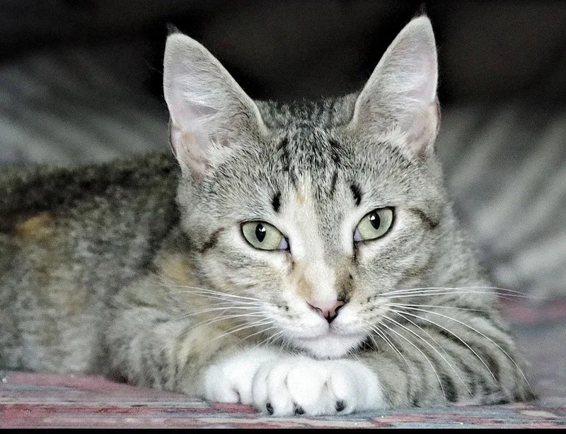 A young medium-sized female Domestic Short Hair cat named Lamb for adoption in Brooklyn, NY
