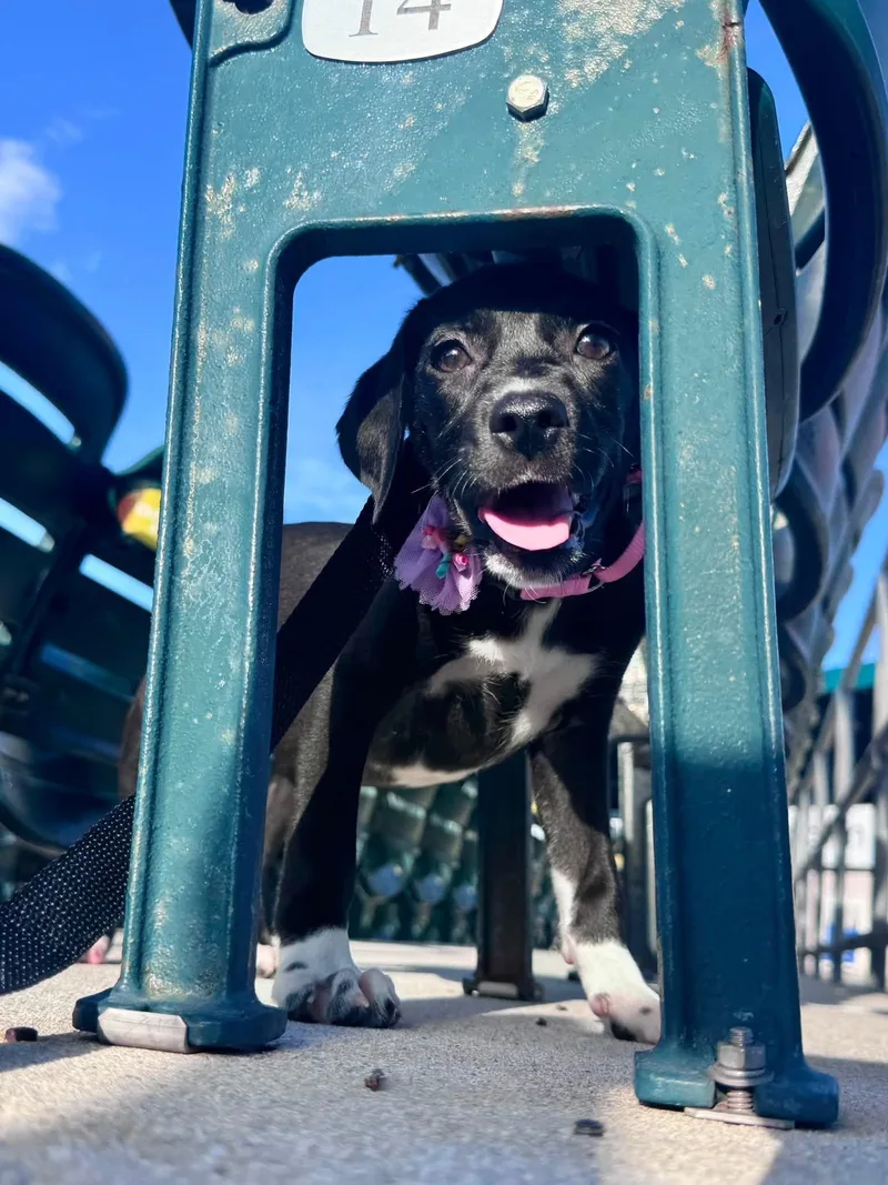 A baby medium-sized female Black German Shorthaired Pointer dog named Sugar for adoption in Palm springs, FL