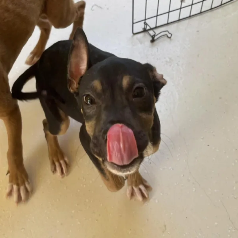 A baby small-sized female Black Mixed Breed dog named Marina for adoption in LOXAHATCHEE, FL