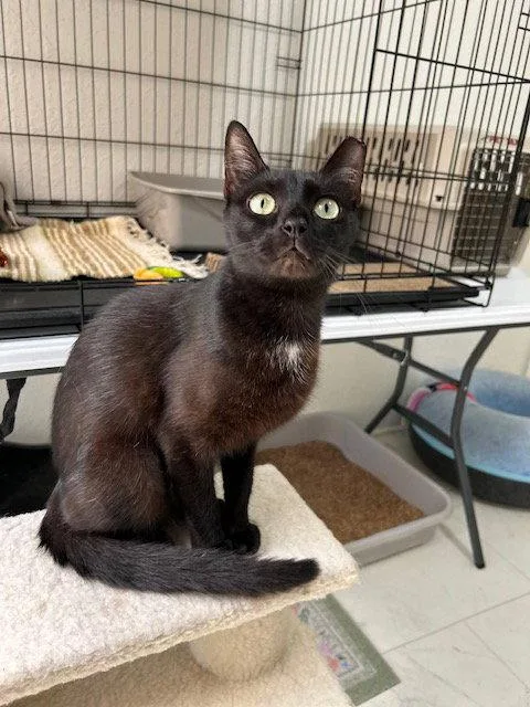 A young medium-sized female Black Domestic Short Hair cat named Patty Mayonnaise for adoption in Dripping Springs, TX