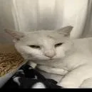 An adult large-sized male White Domestic Short Hair cat named Billy Buttons for adoption in Indianapolis, IN