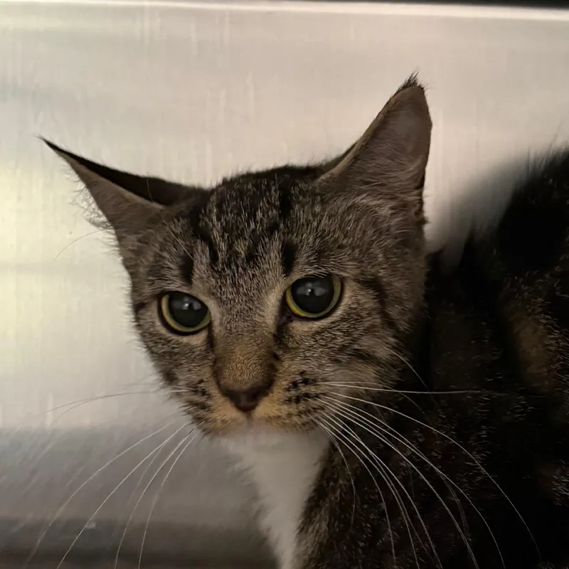 An adult medium-sized female Brown / Chocolate Domestic Short Hair cat named Kendall for adoption in Kennebunk, ME