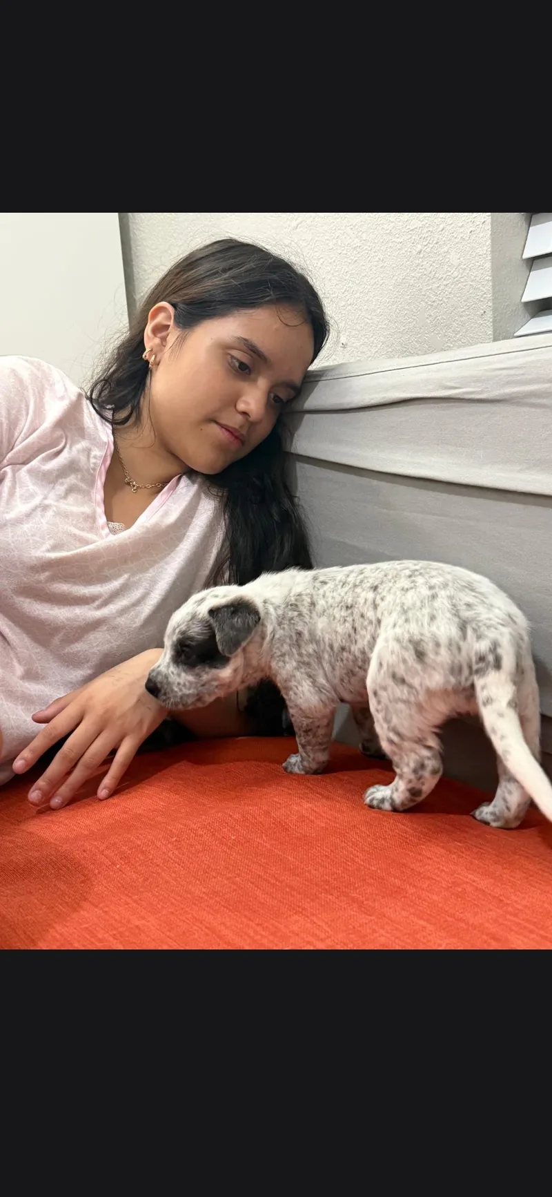 A baby medium-sized female Merle (Blue) Cattle Dog dog named Pebbles for adoption in Plano, TX