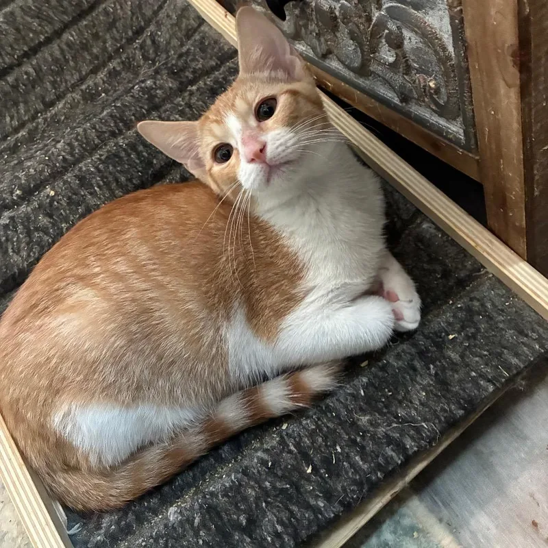 A baby small-sized male Orange / Red Domestic Short Hair cat named Popper for adoption in Bulverde, TX