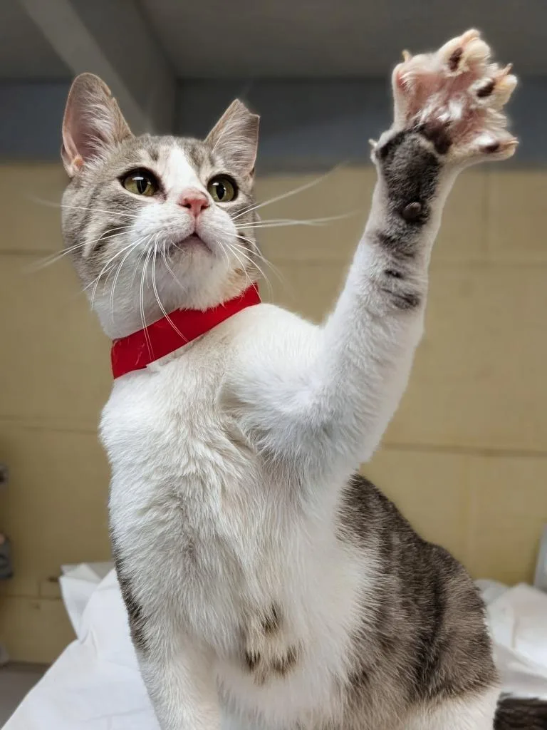 Biscuits thumbnail 2