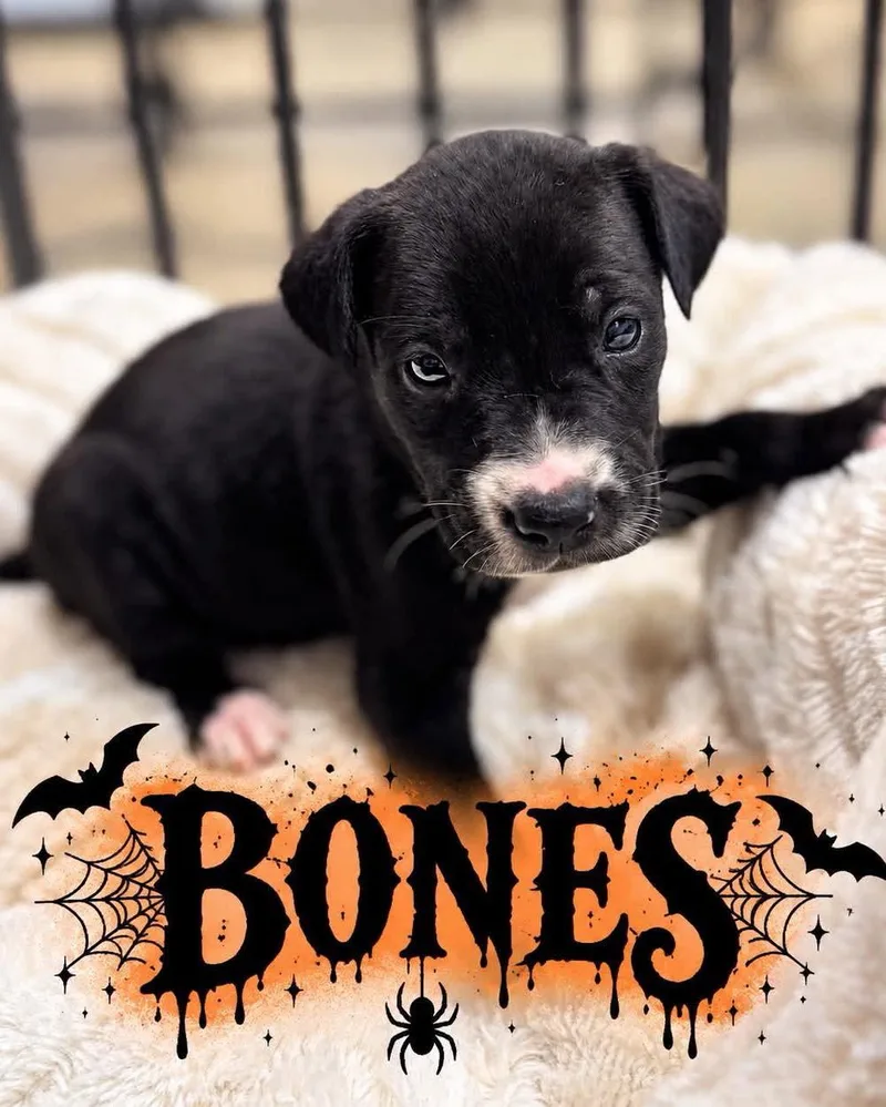 A baby large-sized male Golden Retriever dog named Bones for adoption in Grand Bay, AL