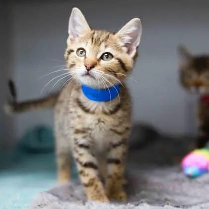 A baby extra large-sized male Gray / Blue / Silver Domestic Short Hair cat named Quesadilla Jones for adoption in Atlanta, GA