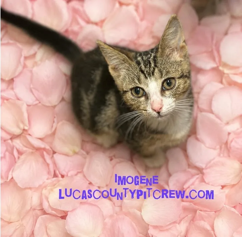 A baby medium-sized female Tabby (Brown / Chocolate) Tabby cat named Imogene for adoption in Toledo, OH