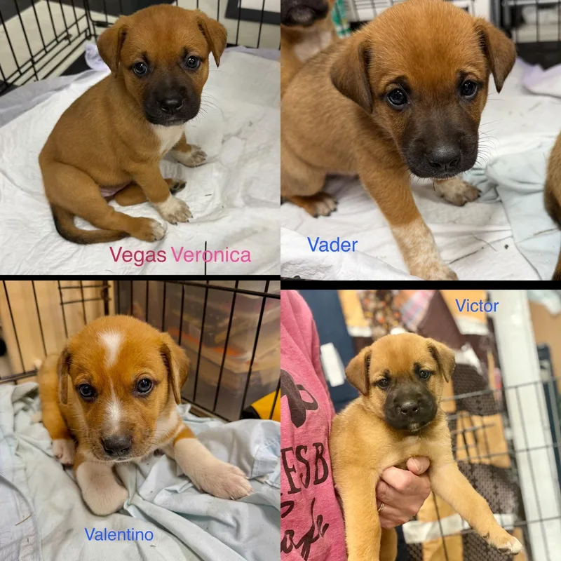 A baby medium-sized male Brown / Chocolate Boxer dog named V litter for adoption in seaside heights, NJ