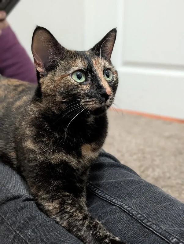 An adult medium-sized female Tortoiseshell Domestic Short Hair cat named Carmen for adoption in Cincinnati, OH