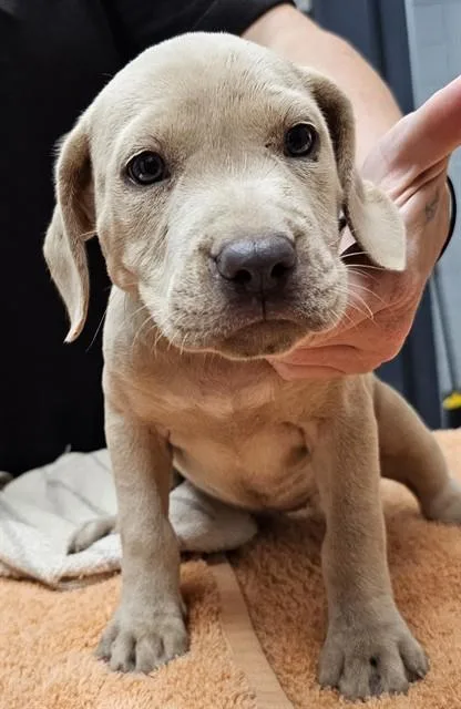 A baby medium-sized female Pit Bull Terrier dog named Carol for adoption in Huntsville, AL