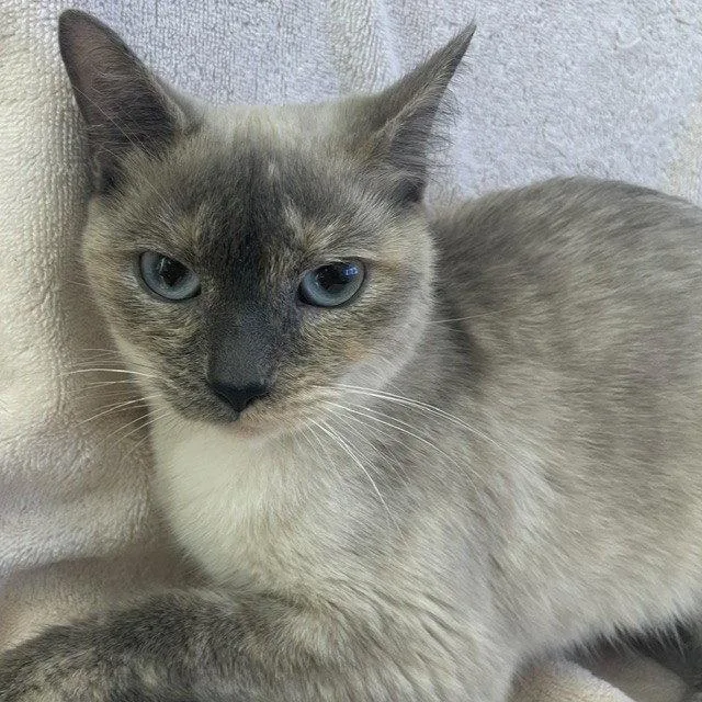 An adult medium-sized female Siamese cat named Shiro & Kuro for adoption in Burlingame, CA