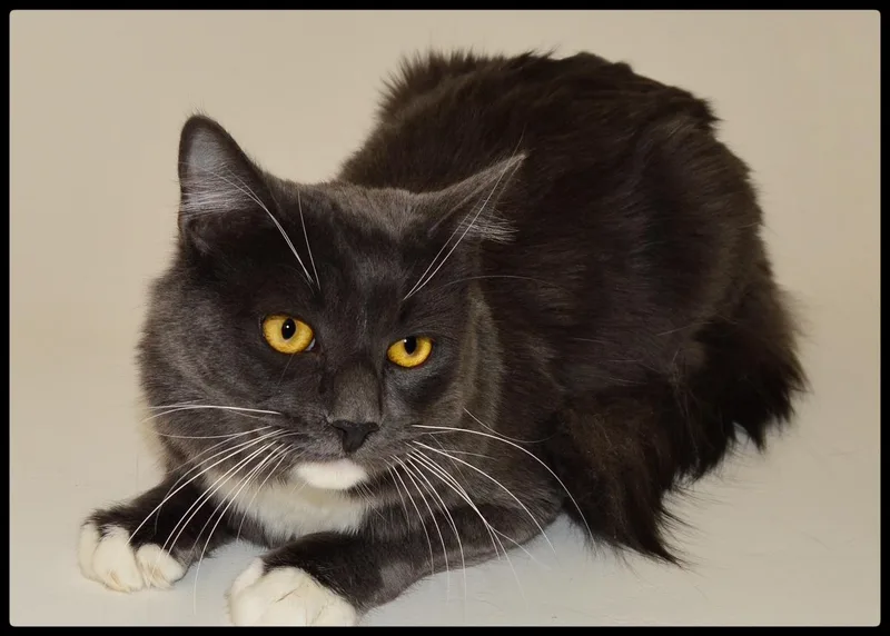 A young small-sized male Domestic Medium Hair cat named Harry A for adoption in San Andreas, CA