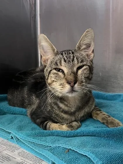 An adult small-sized male Domestic Short Hair cat named Trucker for adoption in Houston, TX
