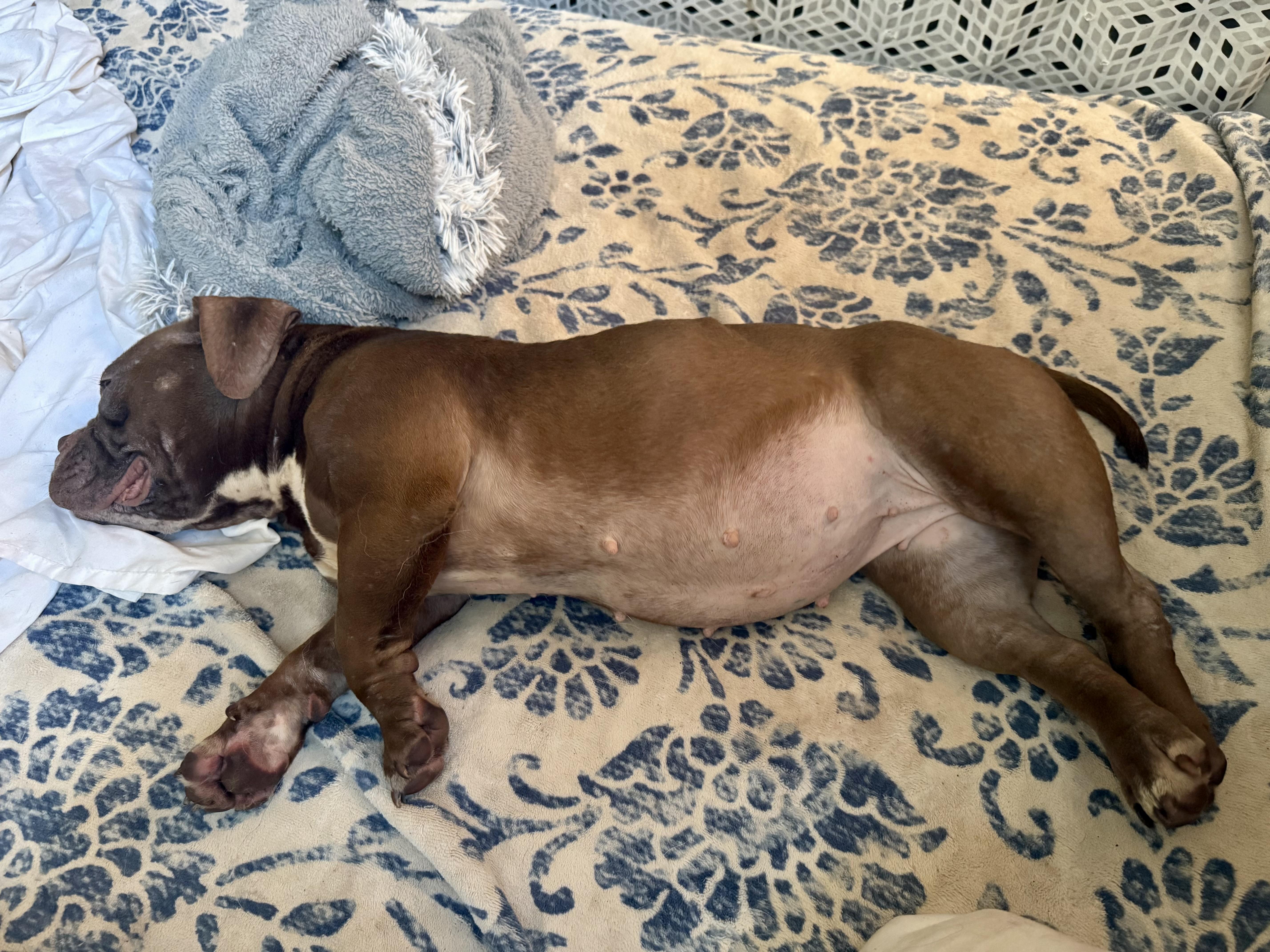 A young medium-sized female English Bulldog dog named Truffles for adoption in Sumter, SC