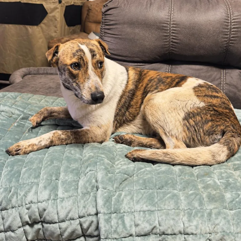 A young small-sized male White / Cream Cattle Dog dog named Gandalf for adoption in Rogersville, MO