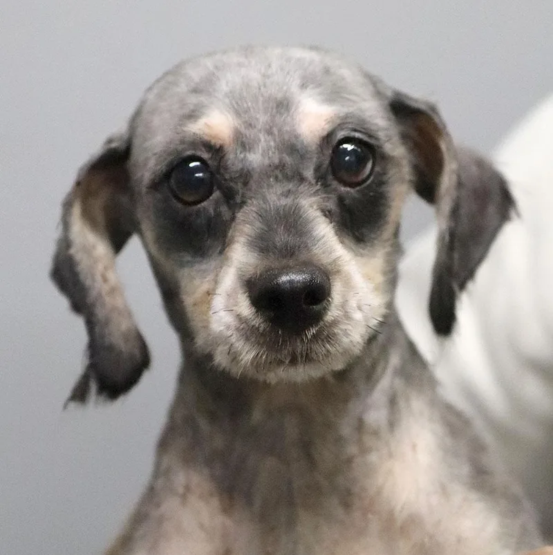 An adult small-sized female Gray / Blue / Silver Schnauzer dog named Melia for adoption in Kansas City, KS