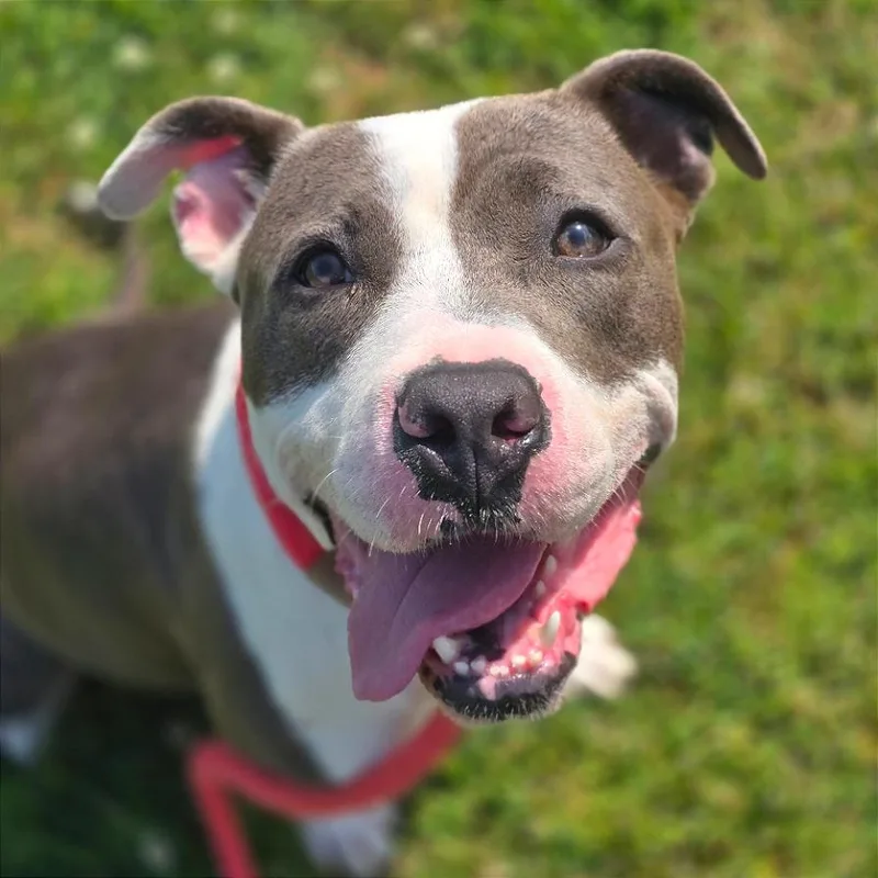An adult medium-sized female Gray / Blue / Silver Mixed Breed dog named Moxie for adoption in Chattanooga, TN