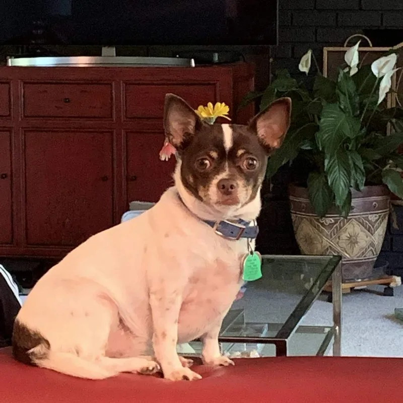 A senior small-sized female White / Cream Chihuahua dog named Pita for adoption in Toms Brook, VA
