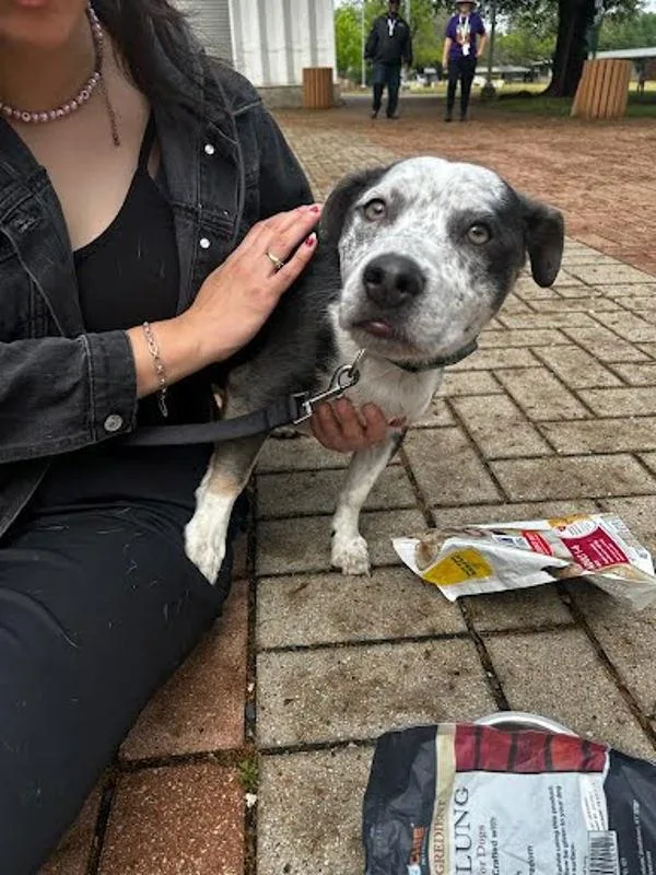 A young small-sized male Australian Cattle Dog / Blue Heeler dog named Lotus for adoption in Austin, TX