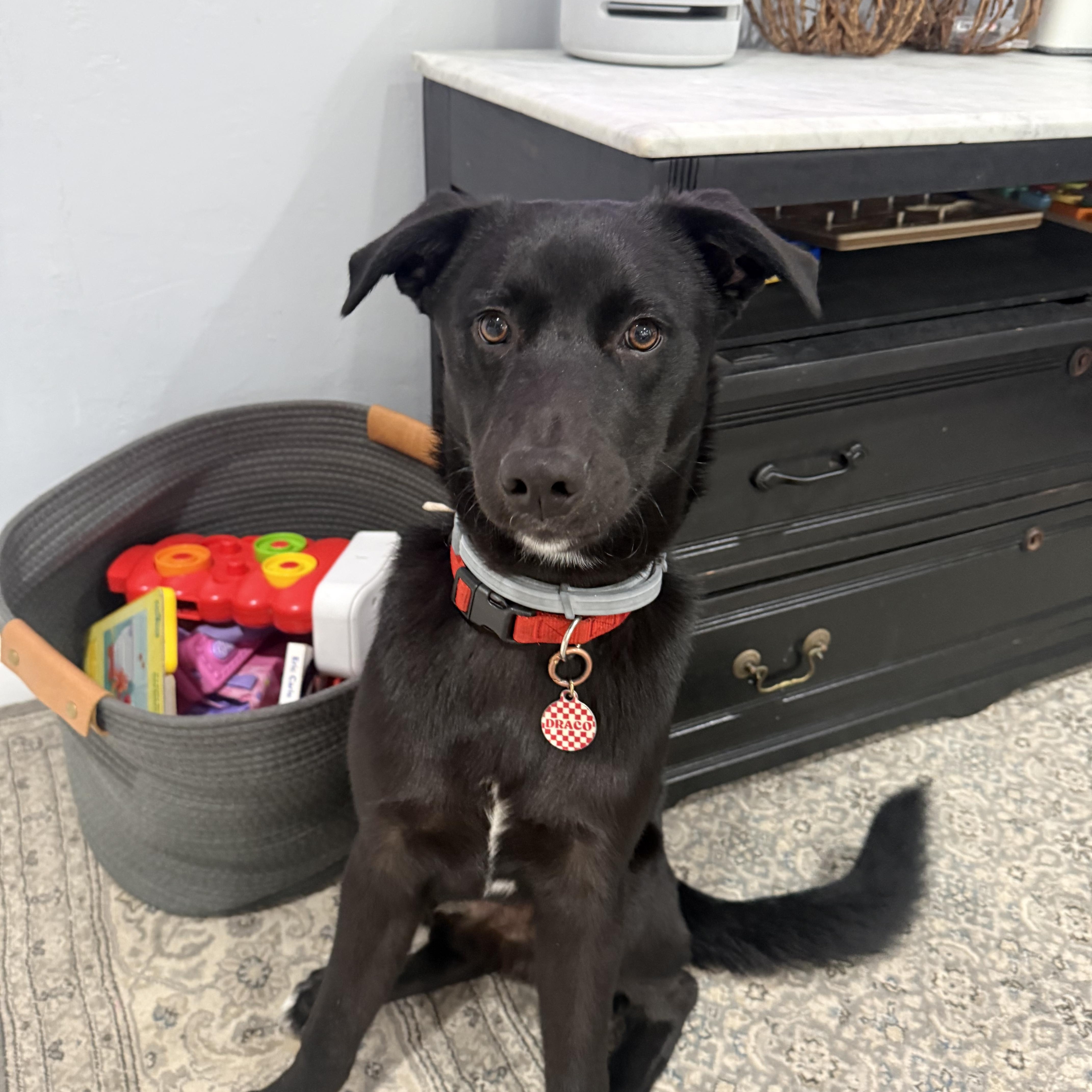 A baby medium-sized male German Shepherd Dog dog named Draco for adoption in Encino, CA