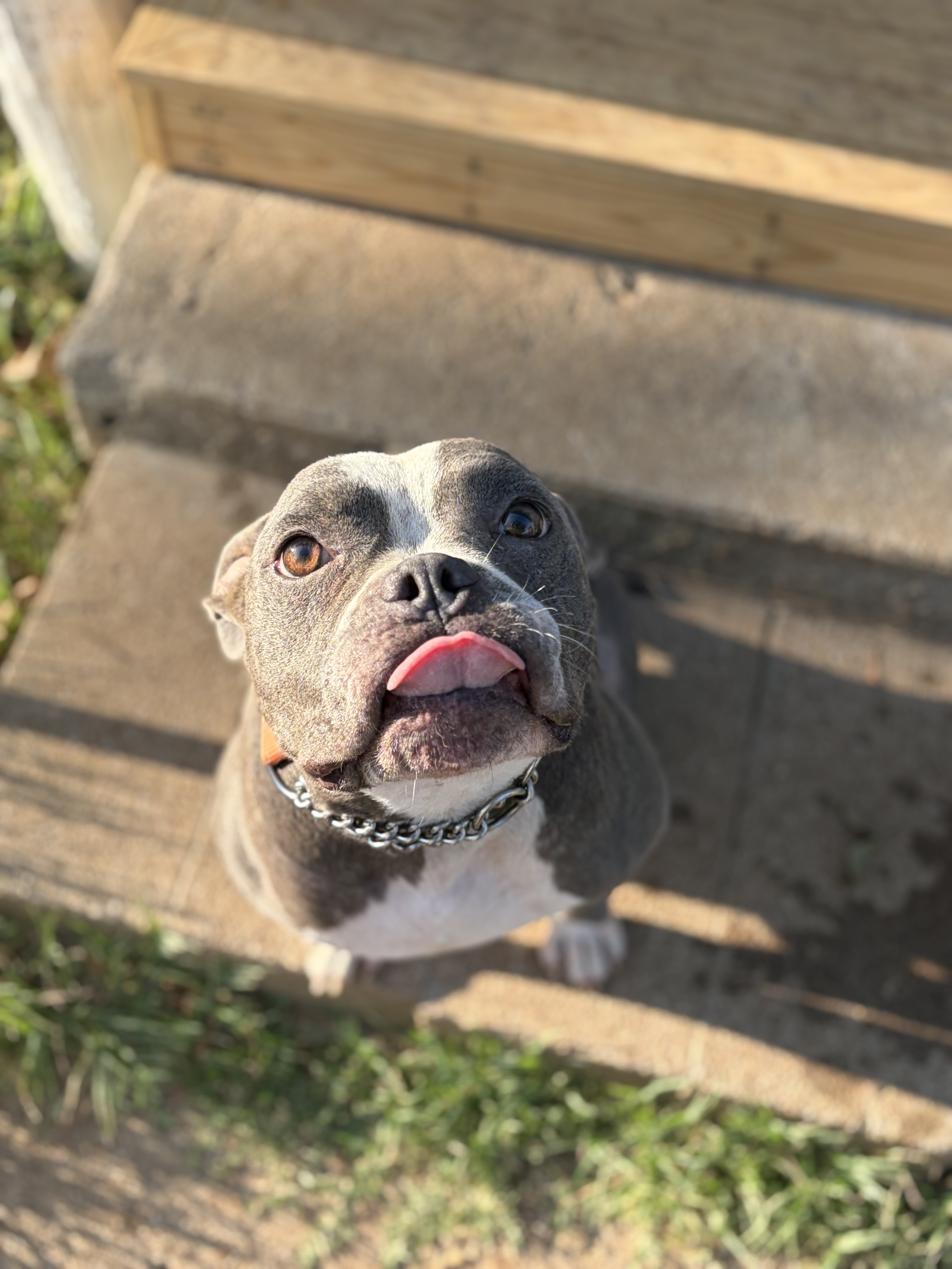 An adult medium-sized male Blue American Bully dog named Bruno Mars for adoption