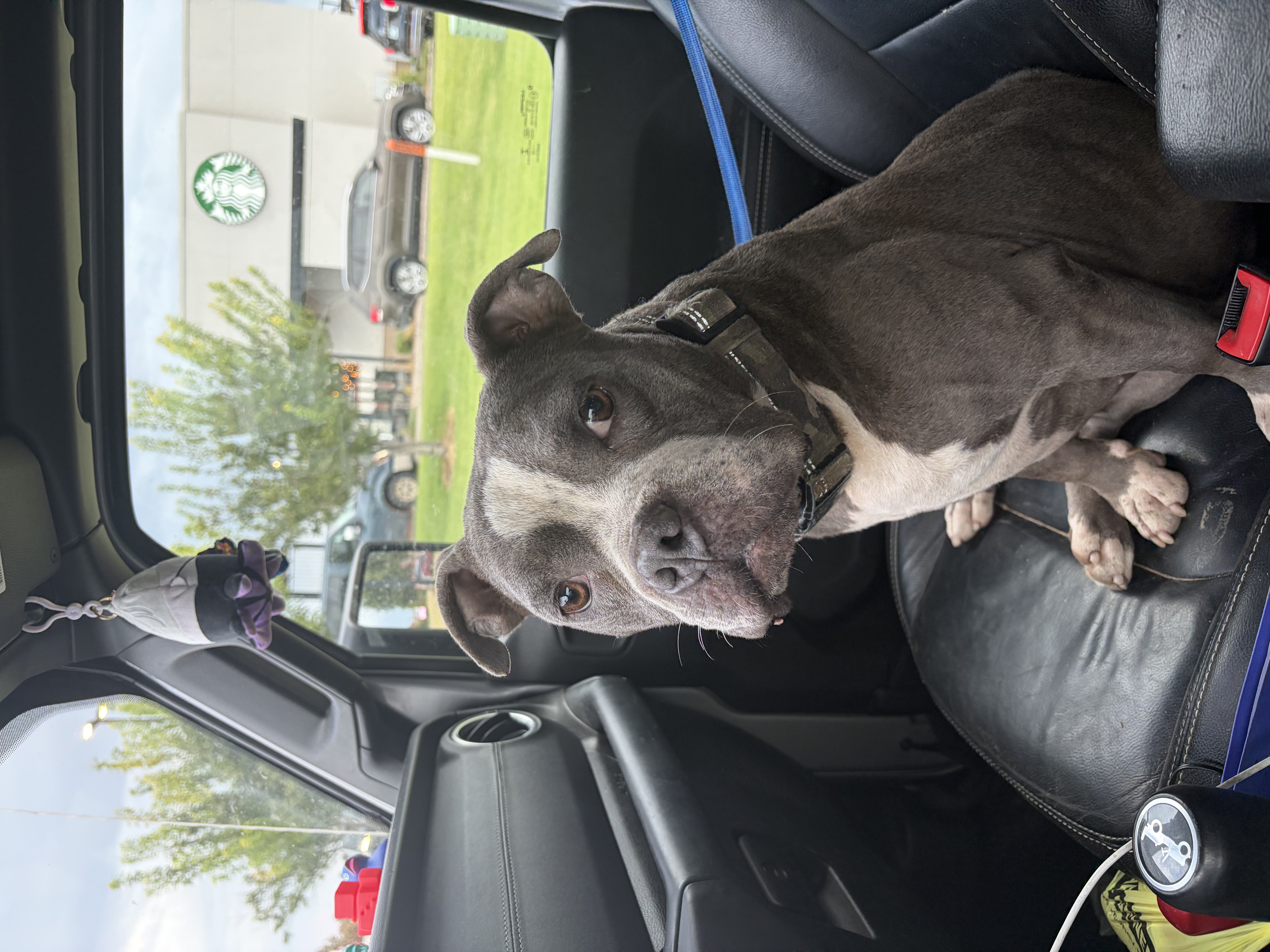 An adult medium-sized male Blue American Bully dog named Bruno Mars for adoption